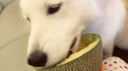 专业吃瓜老二,揭秘娱乐圈幕后真相的神秘人物