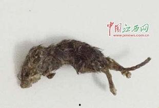 老鼠吃瓜广西,老鼠的美食盛宴