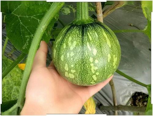 上海理工视频吃瓜,揭秘校园生活趣味瞬间