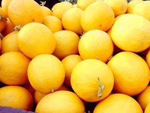 吃黄河蜜瓜,甘甜如蜜，品味自然之韵